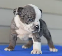 Tank mini bulldog hibrid, a male English Bulldog and Olde English Bulldogge for sale in Dayton, OH – 5 of 5