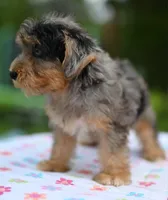 Sapphire yorkipoo  blue eyes puppy , a female Yorkipoo and Poodle - Toy  for sale in Dayton, OH – 8 of 10