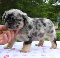 Ruby fluffy merle, a female Boston Terrier and French Bulldog for sale in Dayton, OH – 7 of 9