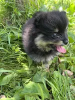 Annie, a female Pomeranian for sale in Dayton, OH – 5 of 5
