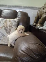 Price, a female Poodle - Toy  for sale in Dayton, OH – 6 of 6