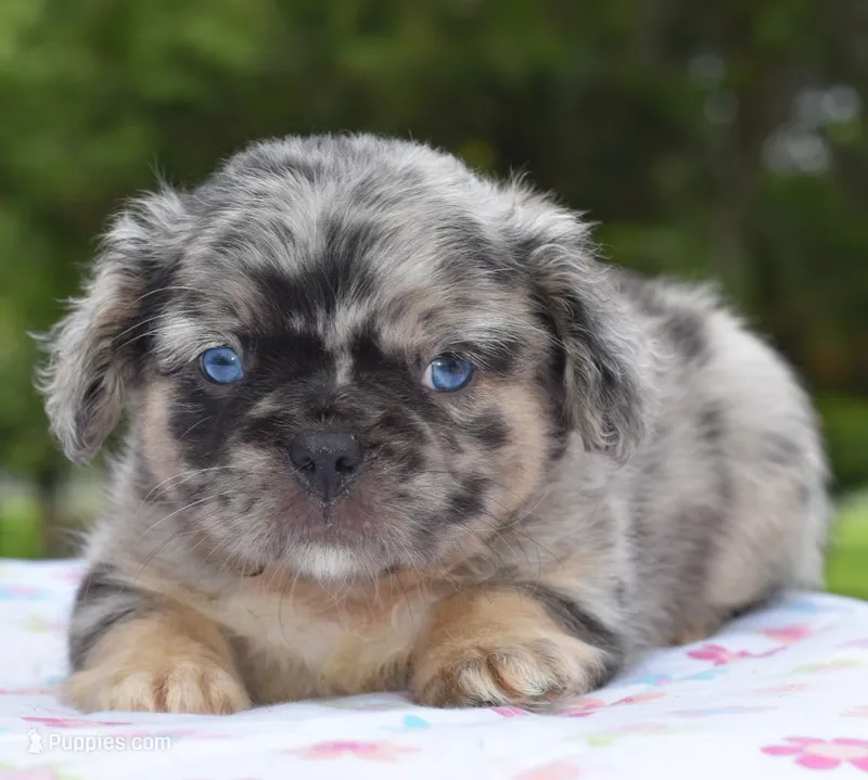 Ruby fluffy merle – Boston Terrier, French Bulldog puppy for sale in Dayton, OH
