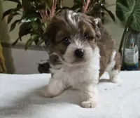 processed/1cede1c4-b763-4758-bc91-0a57e22ca920/listing/a7e20b15-01cc-4bfc-a39c-fdc9ae1ab155/4fe91911-71e5-4940-b0c2-f7caa836ff74