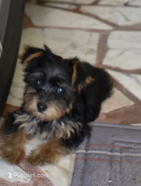 Molli – Yorkipoo, Poodle - Toy  puppy for sale in Dayton, OH