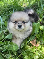 Ken, a male Pomeranian for sale in Dayton, OH – 2 of 4