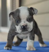 Tank mini bulldog hibrid, a male English Bulldog and Olde English Bulldogge for sale in Dayton, OH – 1 of 5