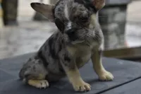 Cindy, a female Boston Terrier and French Bulldog for sale in Dayton, OH – 6 of 6