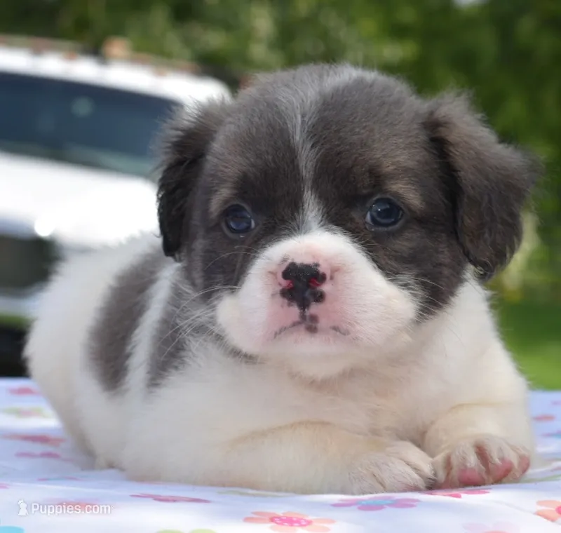 Zoey blue fluffy – Boston Terrier, French Bulldog puppy for sale in Dayton, OH