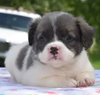 Zoey blue fluffy, a female Boston Terrier and French Bulldog for sale in Dayton, OH – 1 of 9