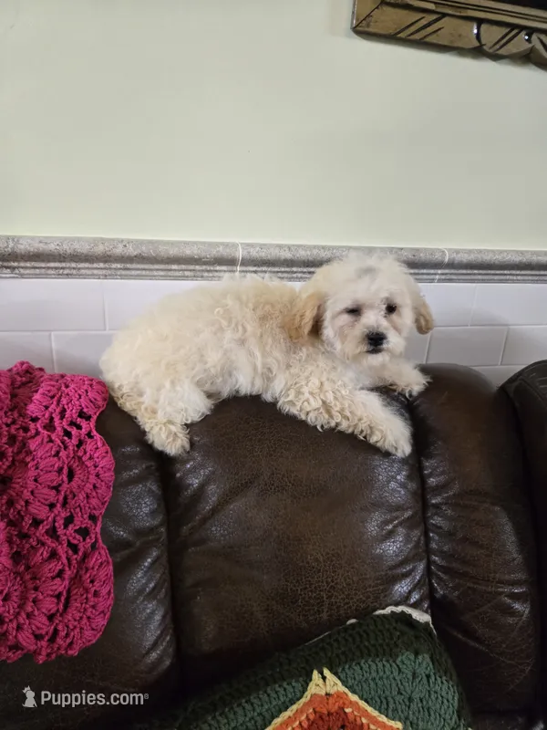 Pamela toypoodle  – Poodle - Toy  puppy for sale in Dayton, OH
