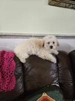 Pamela toypoodle , a female Poodle - Toy  for sale in Dayton, OH – 1 of 6