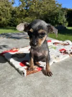Tiny , a female Yorkshire Terrier and Poodle - Toy  for sale in Dayton, OH – 8 of 9