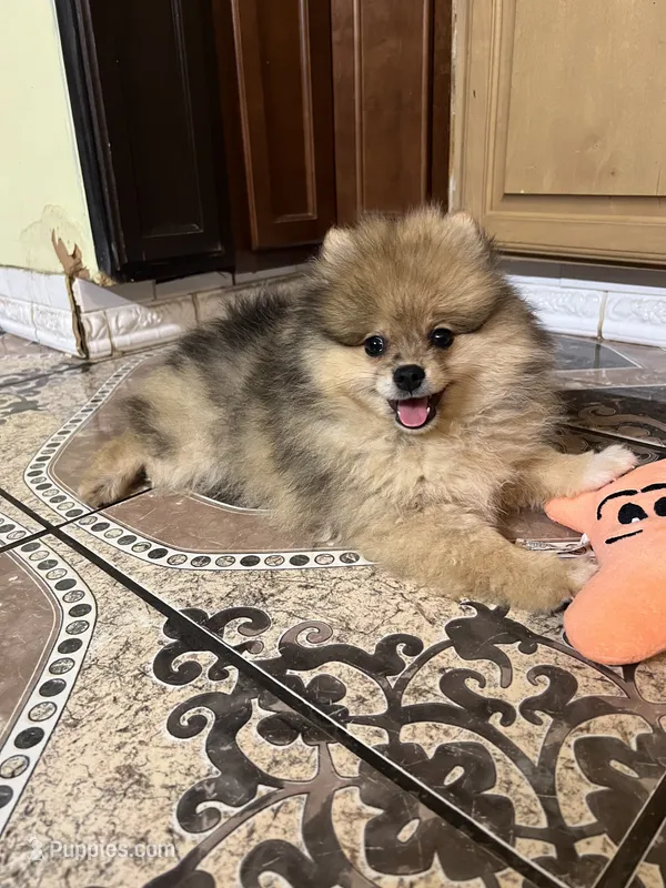 Toby – Pomeranian puppy for sale in Dayton, OH