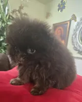 Mia pomeranian , a female Pomeranian for sale in Dayton, OH – Photo 3 of 7