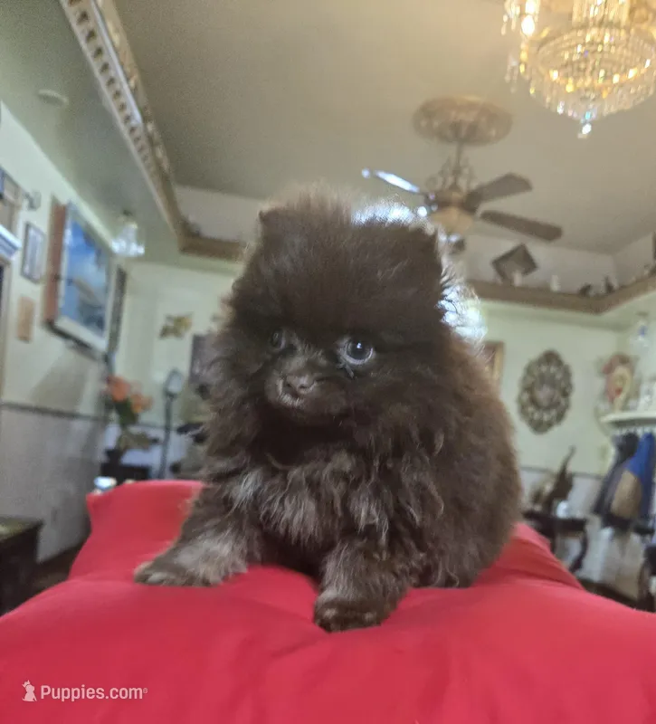Mia pomeranian  – Pomeranian puppy for sale in Dayton, OH