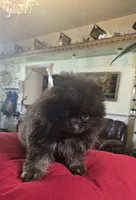 Mia pomeranian , a female Pomeranian for sale in Dayton, OH – Photo 4 of 7