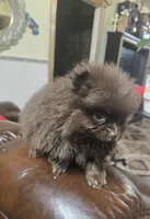 Mia pomeranian , a female Pomeranian for sale in Dayton, OH – Photo 6 of 7