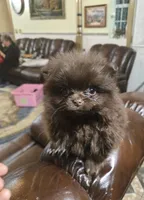Mia pomeranian , a female Pomeranian for sale in Dayton, OH – Photo 7 of 7