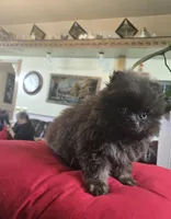 Mia pomeranian , a female Pomeranian for sale in Dayton, OH – Photo 5 of 7