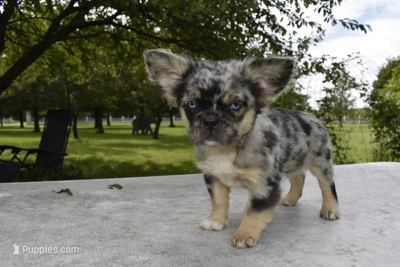 Ruby fluffy merle – Boston Terrier, French Bulldog puppy for sale in Dayton, OH
