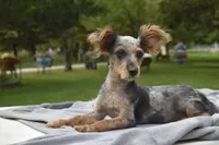 Conan , a male Yorkipoo for sale in Dayton, OH – 5 of 7