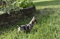 Cindy, a female Boston Terrier and French Bulldog for sale in Dayton, OH – 3 of 6