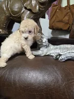 Cody, a male Poodle - Toy  for sale in Dayton, OH – 2 of 5