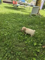 Cody, a male Poodle - Toy  for sale in Dayton, OH – 3 of 5