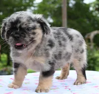 Ruby fluffy merle, a female Boston Terrier and French Bulldog for sale in Dayton, OH – 5 of 9