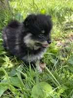 Annie, a female Pomeranian for sale in Dayton, OH – 3 of 5