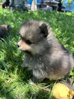 Kory, a male Pomeranian for sale in Dayton, OH – 2 of 4