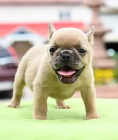 Peanut  micro size Boston terrier and French bulldog puppy , a male French Bulldog for sale in Dayton, OH – 4 of 7
