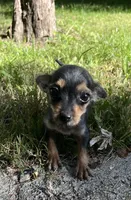 Tiny , a female Yorkshire Terrier and Poodle - Toy  for sale in Dayton, OH – 3 of 9