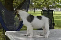 Zoey blue fluffy, a female Boston Terrier and French Bulldog for sale in Dayton, OH – 5 of 5