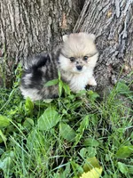 Ken, a male Pomeranian for sale in Dayton, OH – 4 of 4