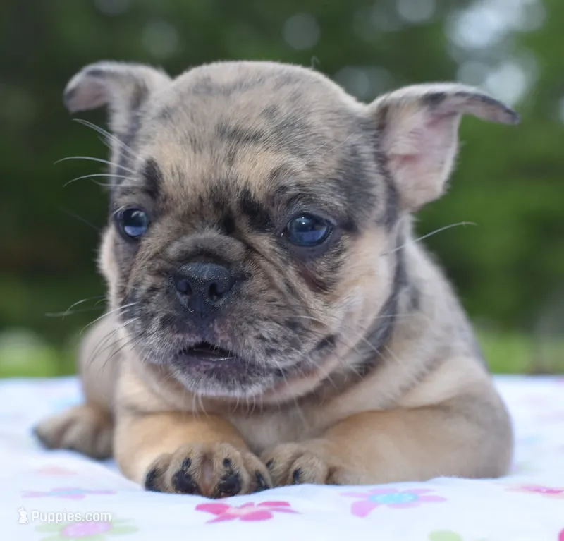 Tanka – Boston Terrier, French Bulldog puppy for sale in Dayton, OH