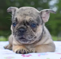 Tanka, a female Boston Terrier and French Bulldog for sale in Dayton, OH – 1 of 9