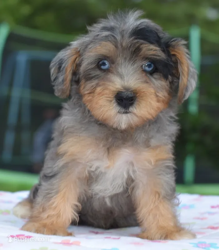 Sapphire yorkipoo  blue eyes puppy  – Yorkipoo, Poodle - Toy  puppy for sale in Dayton, OH