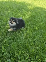 Lia , a female Pomeranian for sale in Dayton, OH – 8 of 8