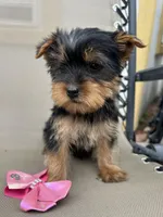 Misty, a female Yorkshire Terrier for sale in Dayton, OH – 1 of 3