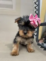 Misty, a female Yorkshire Terrier for sale in Dayton, OH – 2 of 3