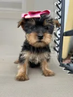 Misty, a female Yorkshire Terrier for sale in Dayton, OH – 3 of 3