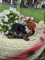 Max, a male Yorkipoo for sale in Dayton, OH – 6 of 6