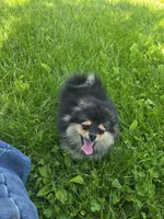 Lia , a female Pomeranian for sale in Dayton, OH – 7 of 8