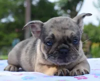 Tanka, a female Boston Terrier and French Bulldog for sale in Dayton, OH – 6 of 9