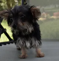 Chita, a female Yorkipoo for sale in Dayton, OH – 6 of 7