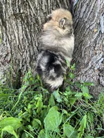 Ken, a male Pomeranian for sale in Dayton, OH – 3 of 4