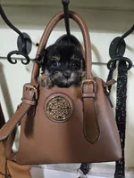 Chita, a female Yorkipoo for sale in Dayton, OH – 1 of 1