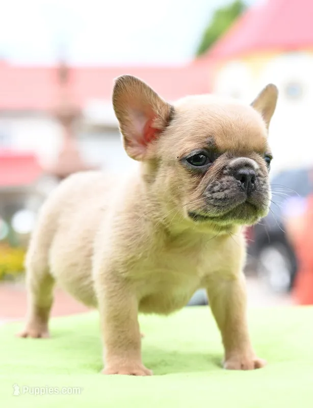 Peanut  micro size Boston terrier and French bulldog puppy  – French Bulldog puppy for sale in Dayton, OH