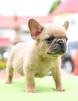 Peanut  micro size Boston terrier and French bulldog puppy , a male French Bulldog for sale in Dayton, OH – 1 of 7